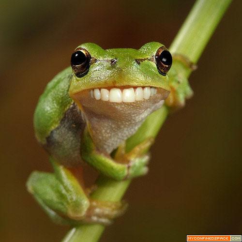 http://www.j-m-e.net/CSSS/data/media/15/funny-frog1.jpg