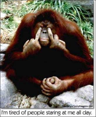 funny monkey. monkey finger